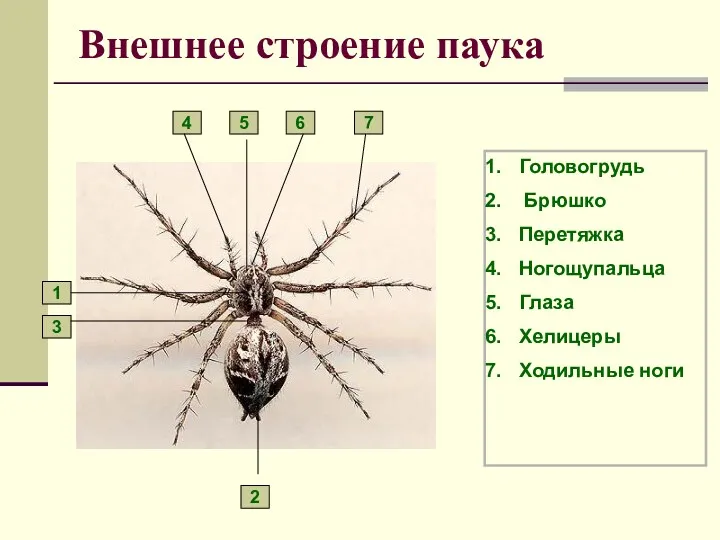 Внешнее строение паука Головогрудь Брюшко Перетяжка Ногощупальца Глаза Хелицеры Ходильные