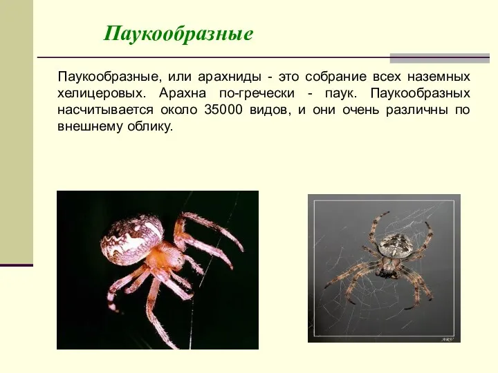 Паукообразные Паукообразные, или арахниды - это собрание всех наземных хелицеровых.