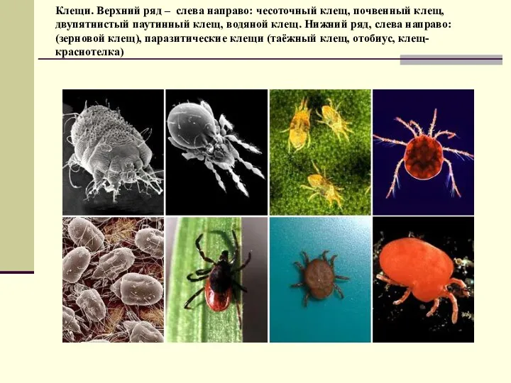 Клещи. Верхний ряд – слева направо: чесоточный клещ, почвенный клещ,