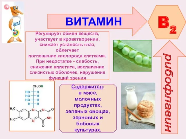 ВИТАМИН B2 рибофлавин Регулирует обмен веществ, участвует в кроветворении, снижает усталость глаз, облегчает