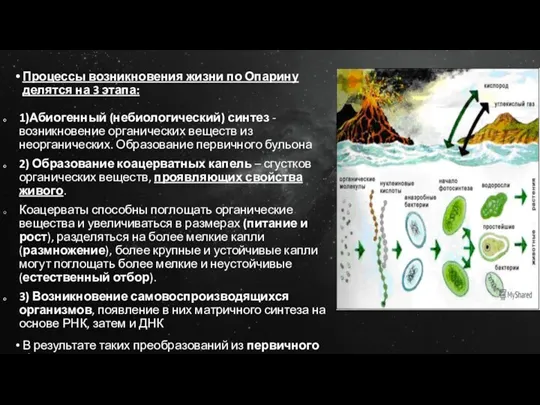 Процессы возникновения жизни по Опарину делятся на 3 этапа: 1)Абиогенный