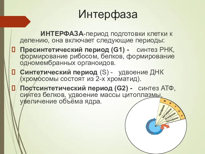 Интерфаза ИНТЕРФАЗА-период подготовки клетки к делению, она включает следующие периоды: