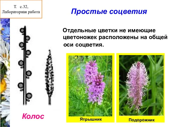 Простые соцветия Колос Отдельные цветки не имеющие цветоножек расположены на