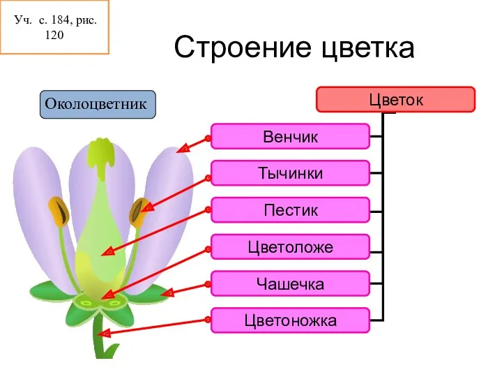 Строение цветка Околоцветник Уч. с. 184, рис. 120