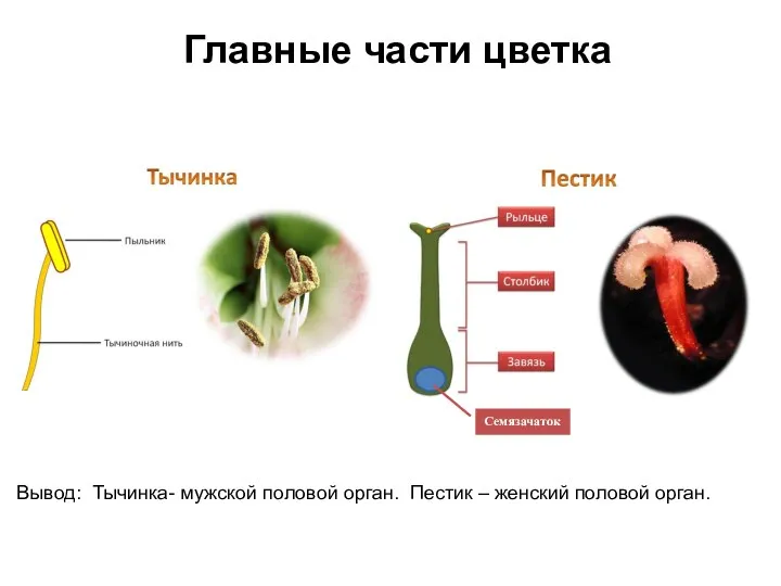 Главные части цветка Семязачаток Вывод: Тычинка- мужской половой орган. Пестик – женский половой орган.