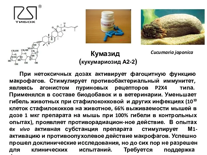 Кумазид (кукумариозид А2-2) Cucumaria japonica При нетоксичных дозах активирует фагоцитную функцию макрофагов. Стимулирует