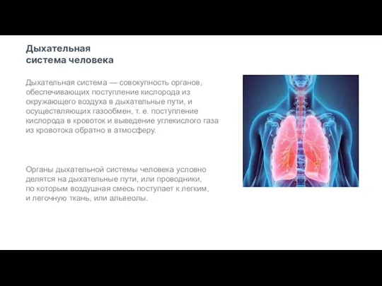 Дыхательная система — совокупность органов, обеспечивающих поступление кислорода из окружающего