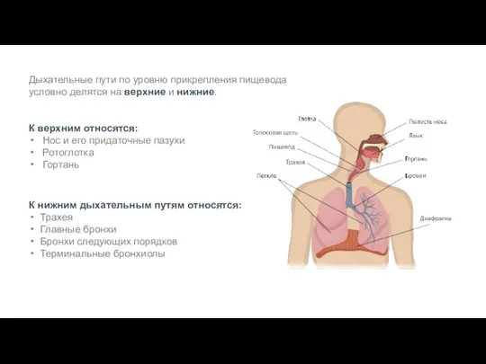 Дыхательные пути по уровню прикрепления пищевода условно делятся на верхние