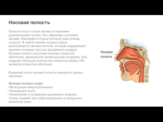 Носовая полость Полости носа и глотки являются верхними дыхательными путями.