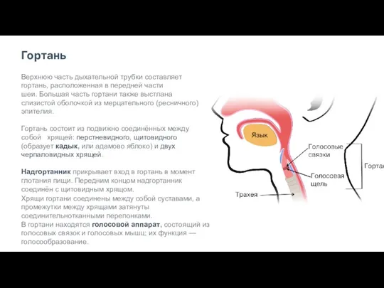 Гортань Верхнюю часть дыхательной трубки составляет гортань, расположенная в передней