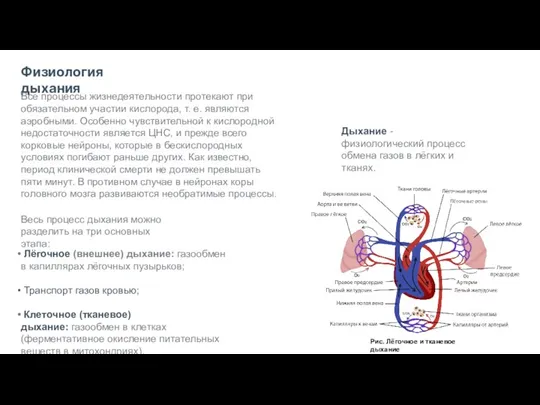 Физиология дыхания Все процессы жизнедеятельности протекают при обязательном участии кислорода,