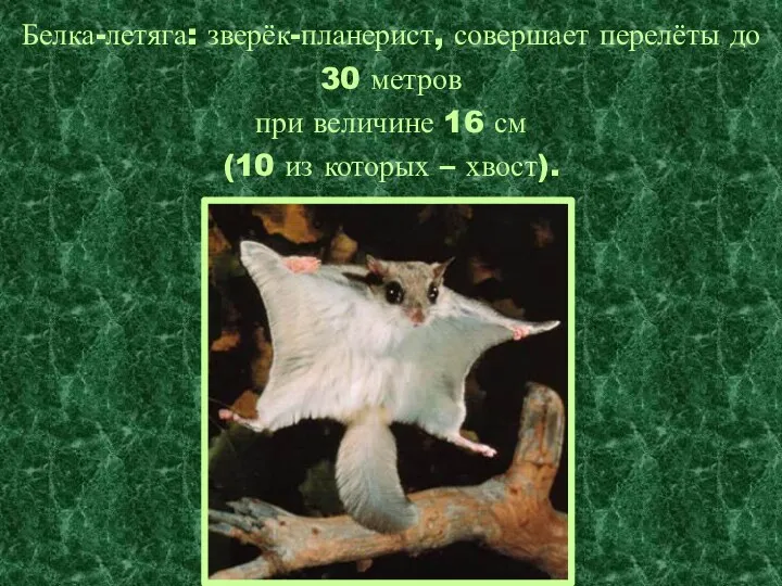 Белка-летяга: зверёк-планерист, совершает перелёты до 30 метров при величине 16 см (10 из которых – хвост).