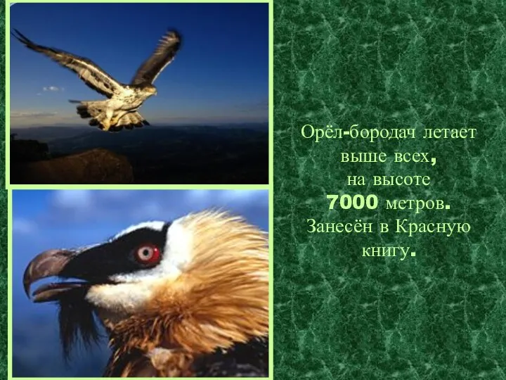 Орёл-бородач летает выше всех, на высоте 7000 метров. Занесён в Красную книгу.