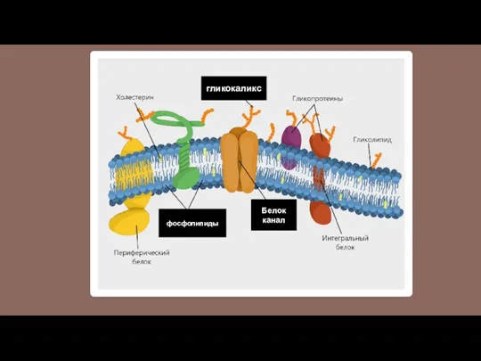 фосфолипиды Белок канал гликокаликс