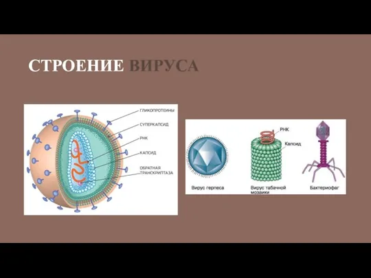 СТРОЕНИЕ ВИРУСА