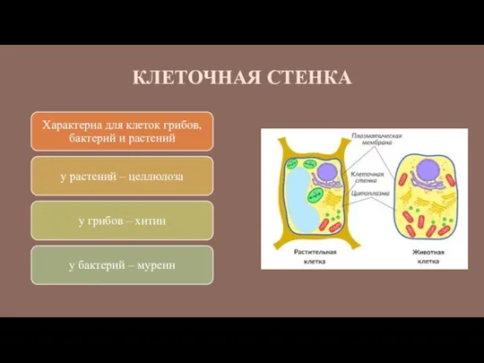 КЛЕТОЧНАЯ СТЕНКА