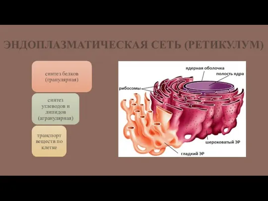 ЭНДОПЛАЗМАТИЧЕСКАЯ СЕТЬ (РЕТИКУЛУМ)