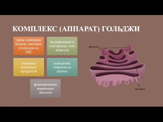 КОМПЛЕКС (АППАРАТ) ГОЛЬДЖИ