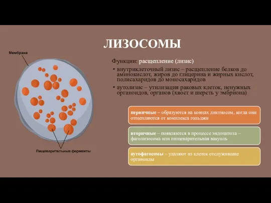 ЛИЗОСОМЫ Функции: расщепление (лизис) внутриклеточный лизис – расщепление белков до