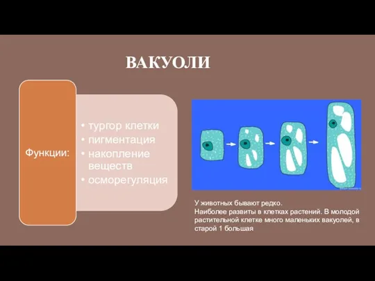 ВАКУОЛИ У животных бывают редко. Наиболее развиты в клетках растений.