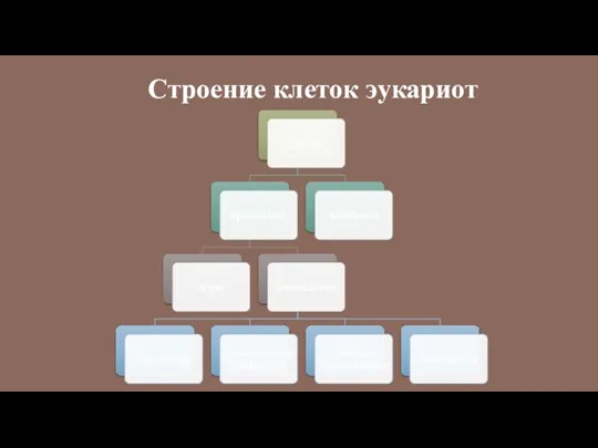 Строение клеток эукариот