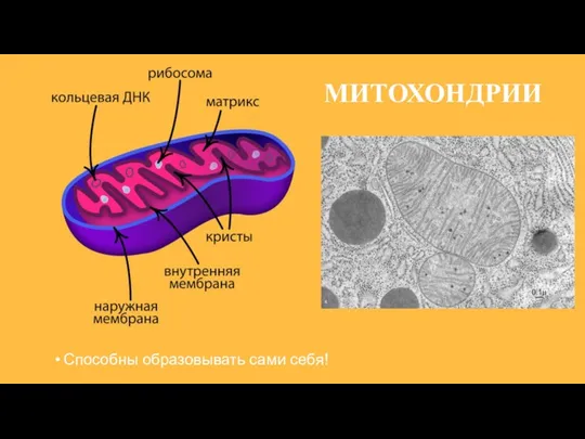 МИТОХОНДРИИ Способны образовывать сами себя!