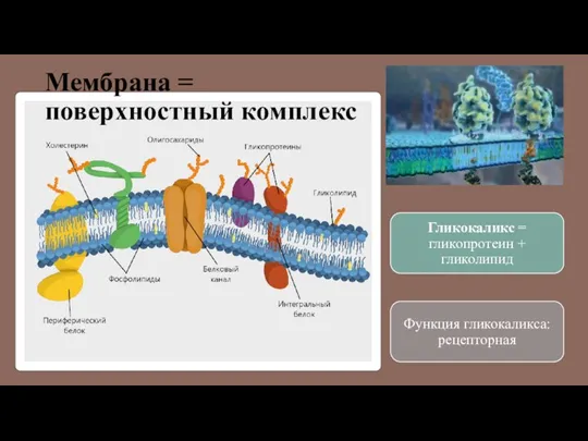 Мембрана = поверхностный комплекс