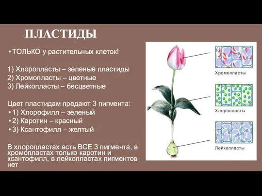 ПЛАСТИДЫ ТОЛЬКО у растительных клеток! 1) Хлоропласты – зеленые пластиды