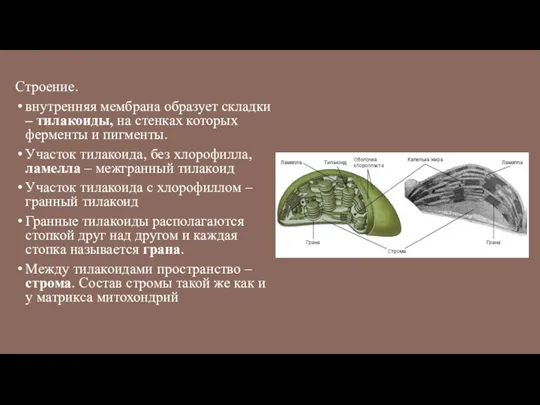 Строение. внутренняя мембрана образует складки – тилакоиды, на стенках которых