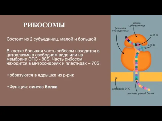 РИБОСОМЫ Состоит из 2 субъединиц, малой и большой В клетке