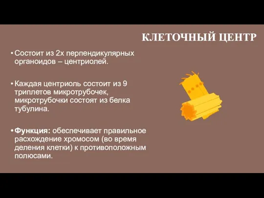 КЛЕТОЧНЫЙ ЦЕНТР Состоит из 2х перпендикулярных органоидов – центриолей. Каждая