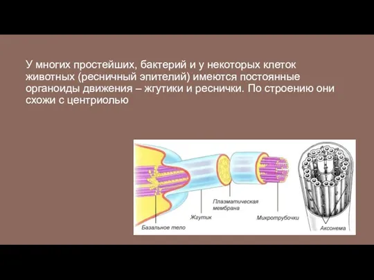 У многих простейших, бактерий и у некоторых клеток животных (ресничный