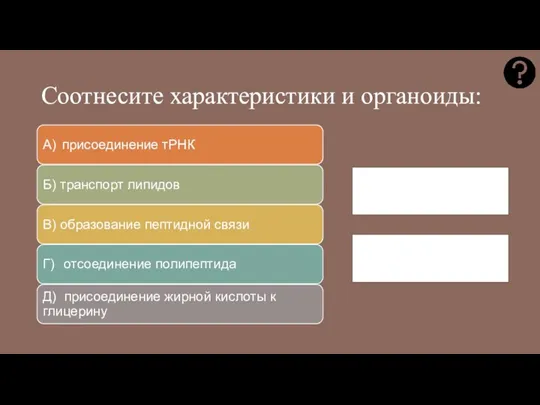 Соотнесите характеристики и органоиды: