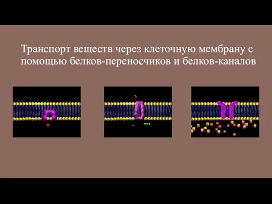 Транспорт веществ через клеточную мембрану с помощью белков-переносчиков и белков-каналов