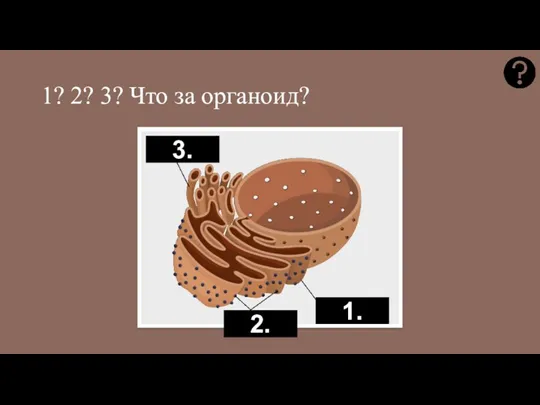 1? 2? 3? Что за органоид? 2. 3. 1.