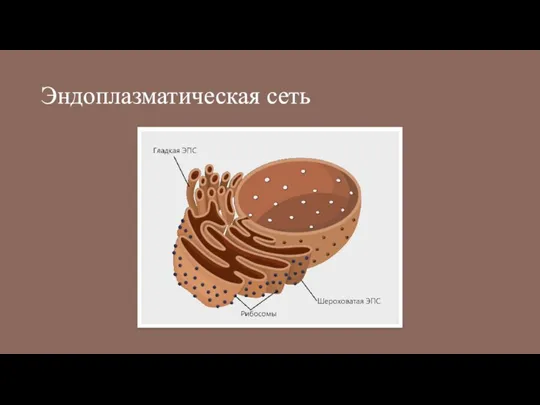 Эндоплазматическая сеть