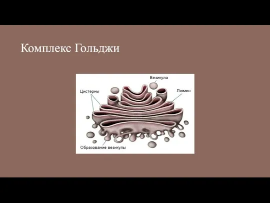 Комплекс Гольджи