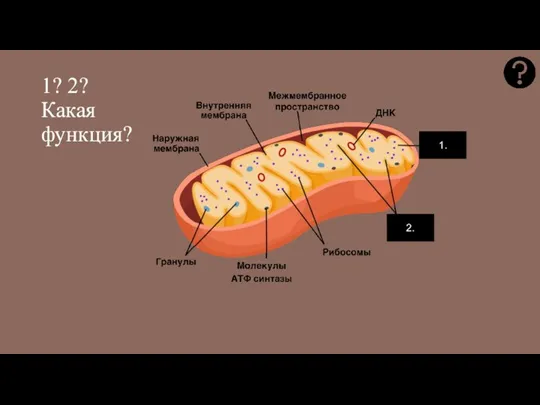 1? 2? Какая функция? 1. 2.