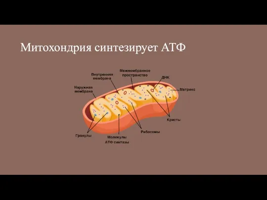 Митохондрия синтезирует АТФ