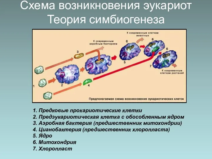 Схема возникновения эукариот Теория симбиогенеза 1. Предковые прокариотические клетки 2. Предэукариотическая клетка с