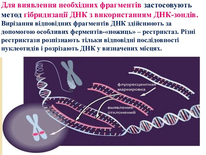 Для виявлення необхідних фрагментів застосовують метод гібридизації ДНК з використанням