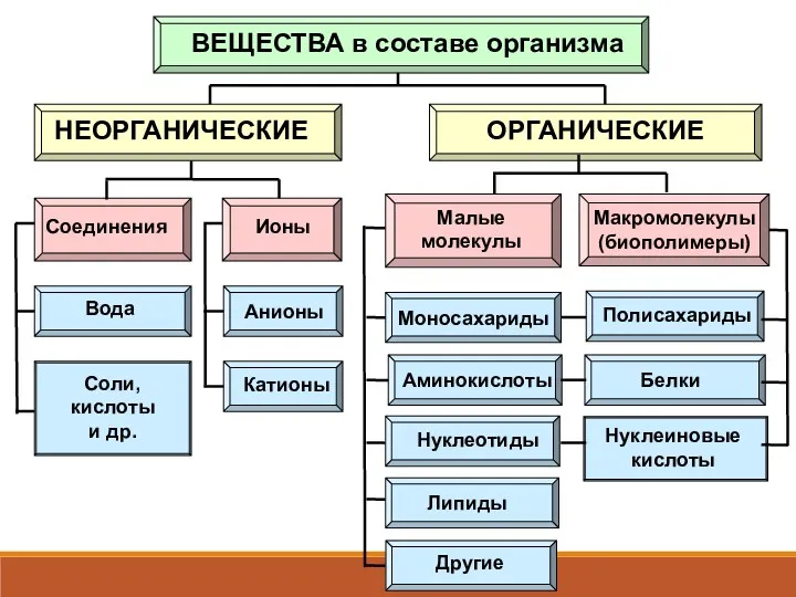 ВЕЩЕСТВА в составе организма НЕОРГАНИЧЕСКИЕ ОРГАНИЧЕСКИЕ Соединения Ионы Малые молекулы Макромолекулы (биополимеры) Вода