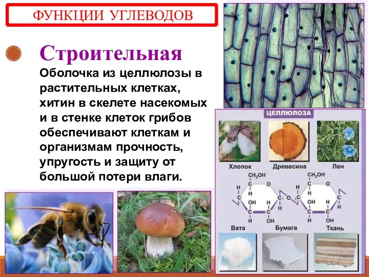 Строительная Оболочка из целлюлозы в растительных клетках, хитин в скелете насекомых и в