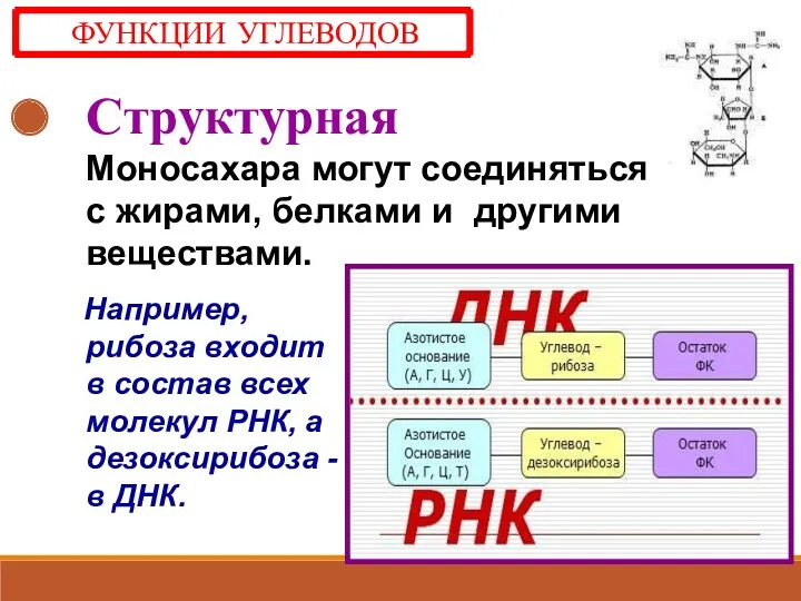 Структурная Моносахара могут соединяться с жирами, белками и другими веществами. Например, рибоза входит