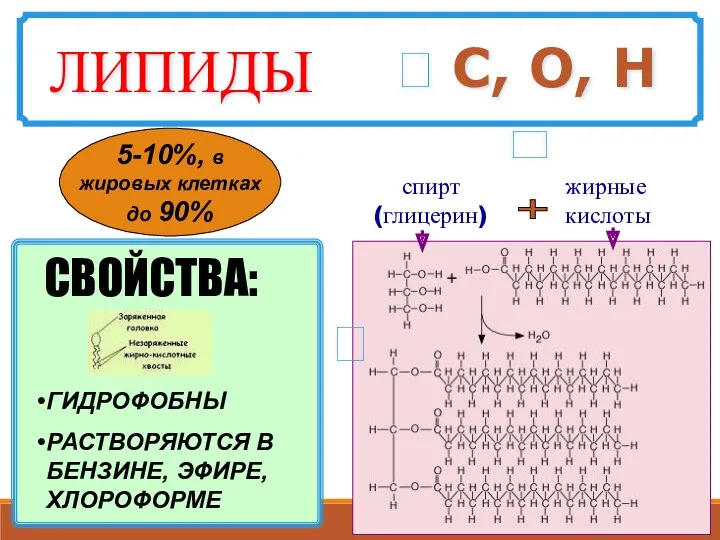 ? С, О, Н спирт (глицерин) жирные кислоты + ГИДРОФОБНЫ