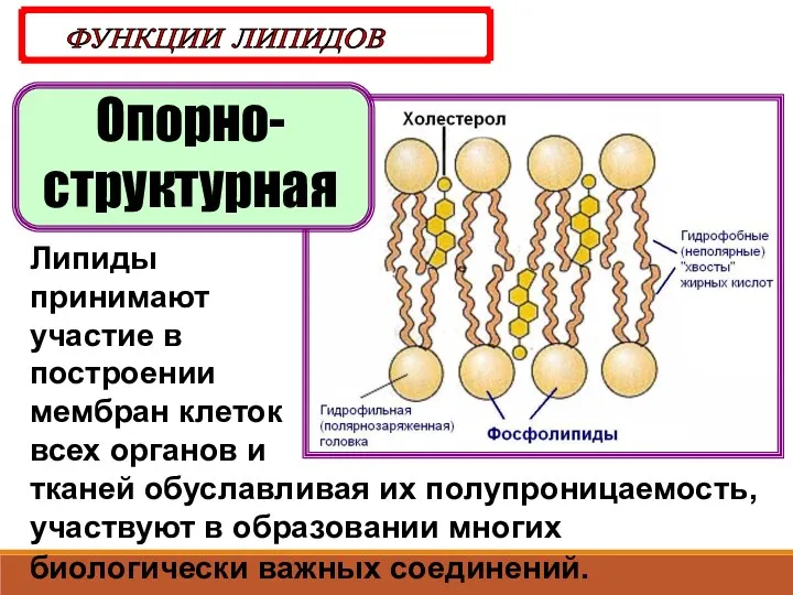 Опорно-структурная ФУНКЦИИ ЛИПИДОВ Липиды принимают участие в построении мембран клеток всех органов и