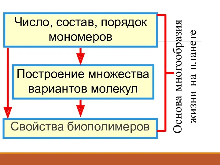 Свойства биополимеров Число, состав, порядок мономеров Построение множества вариантов молекул Основа многообразия жизни на планете