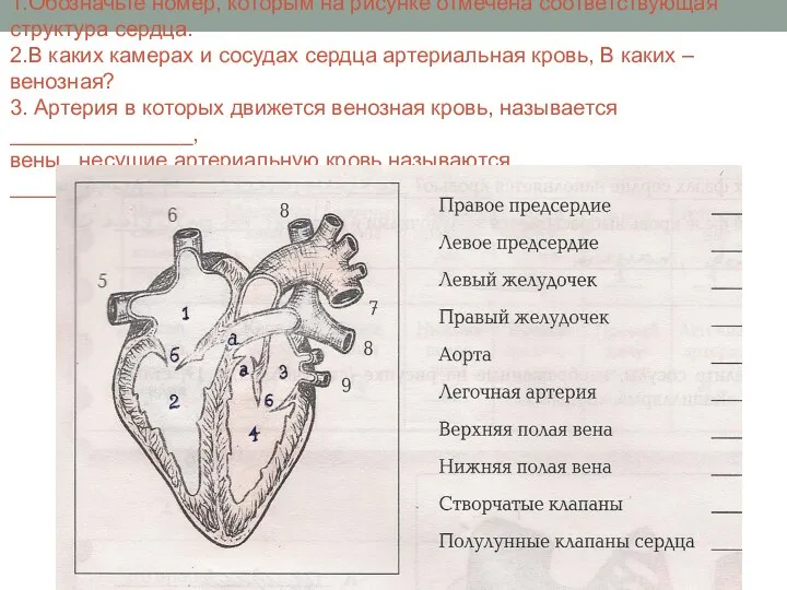 1.Обозначьте номер, которым на рисунке отмечена соответствующая структура сердца. 2.В