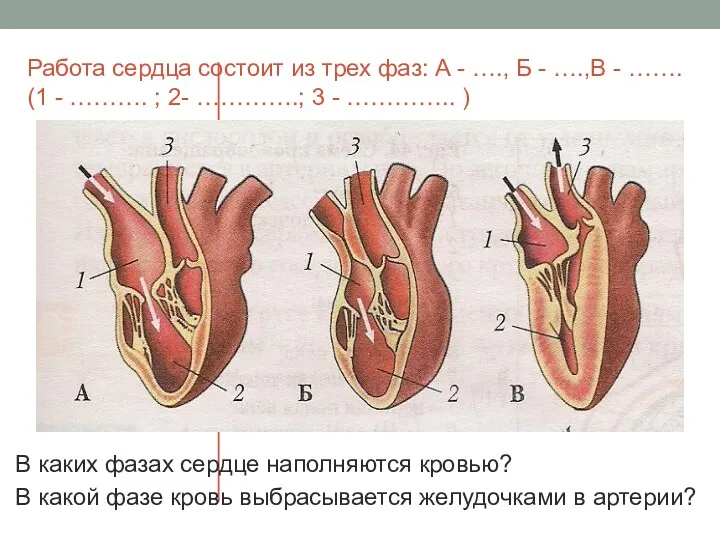 Работа сердца состоит из трех фаз: А - …., Б