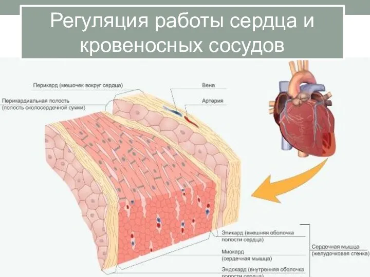 Регуляция работы сердца и кровеносных сосудов